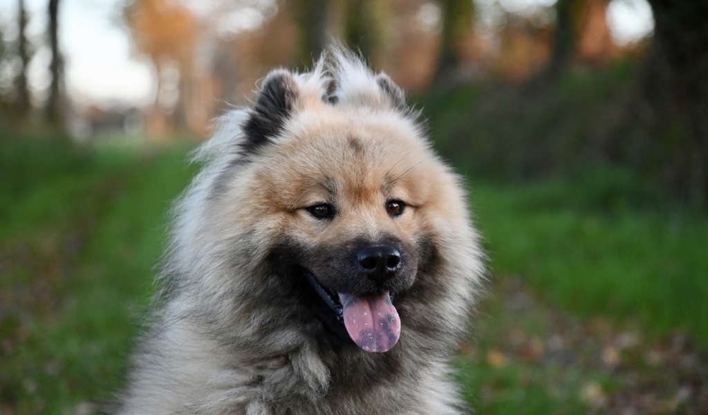 Евразийский щенок с высунутым языком