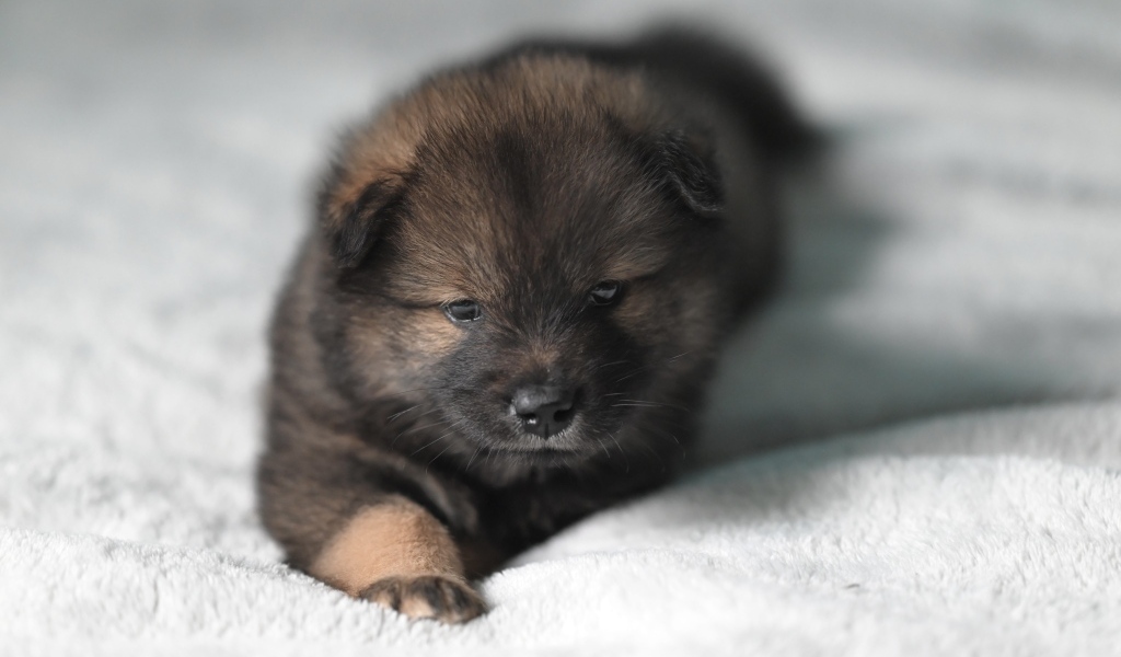 Щенок евразиер лежит на белой кровати