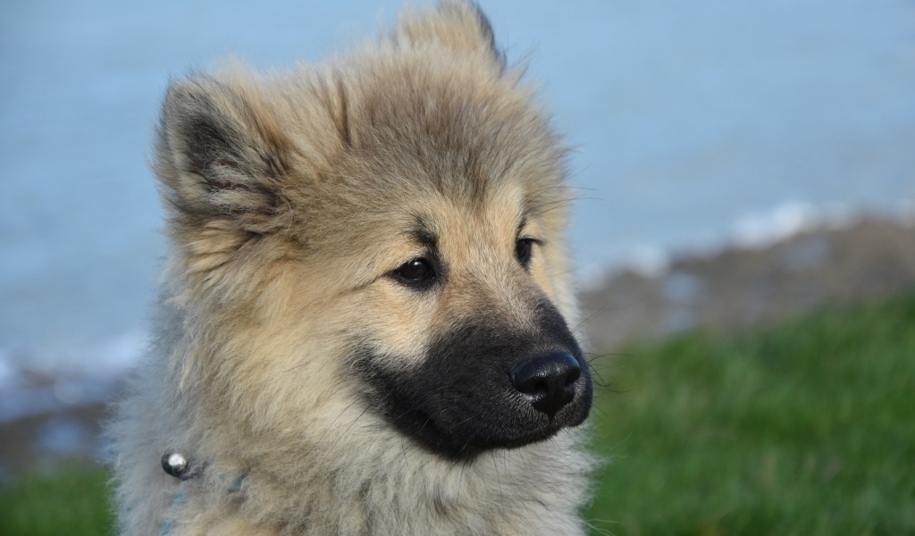 Щенок евразиер на зеленой траве