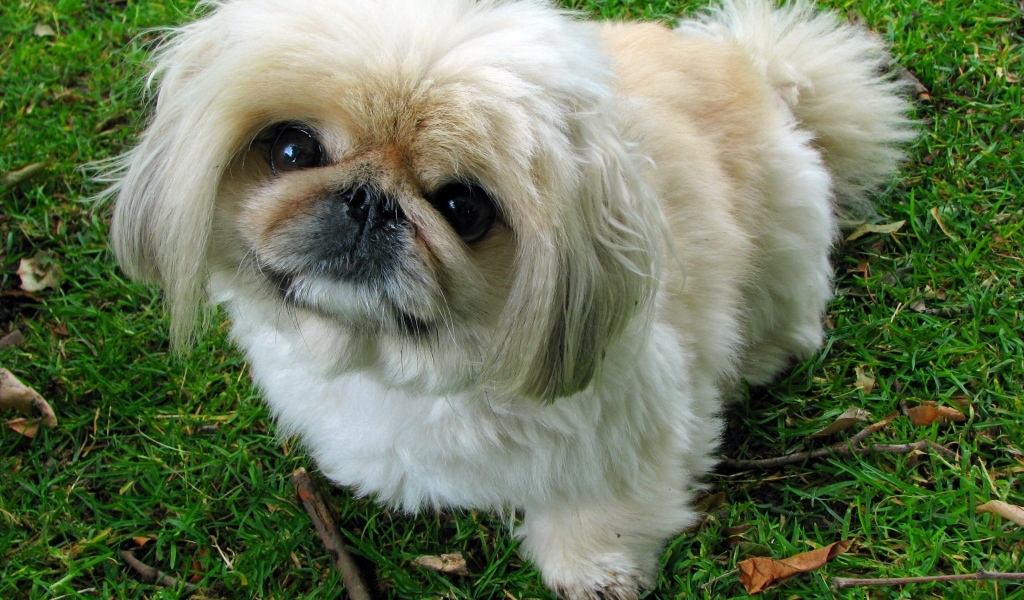 Пушистый пекинес сидит на зеленой траве