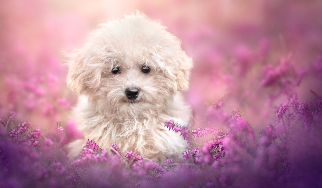 Пушистый белый пес в розовых цветах