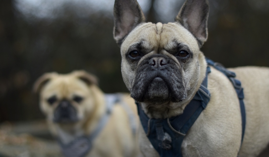 Французский бульдог в шлейке крупным планом