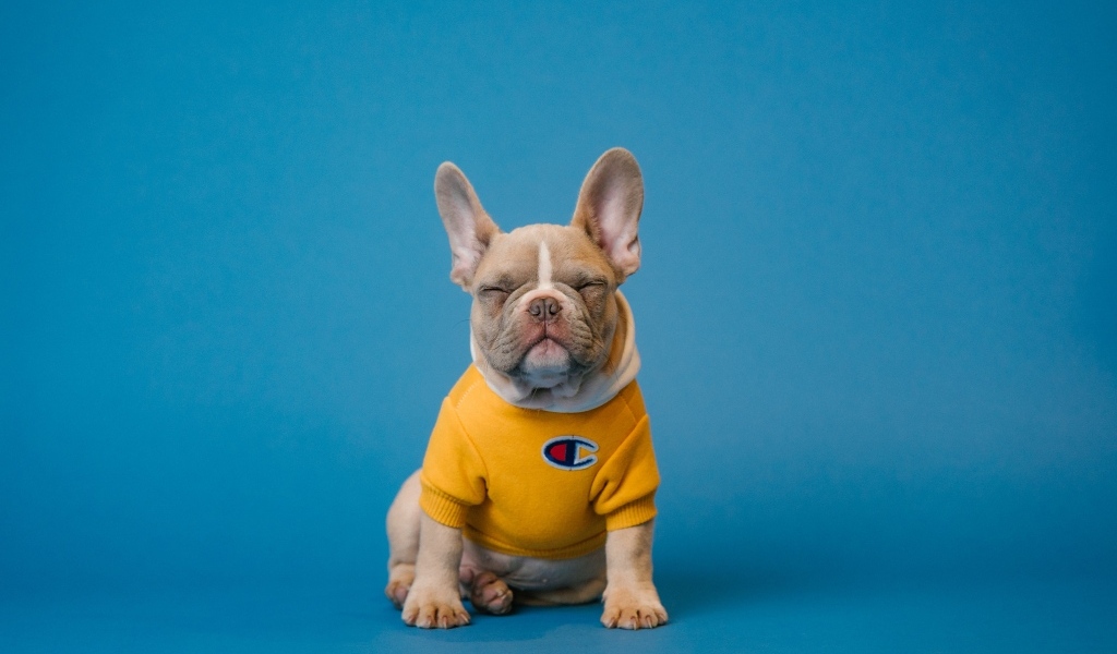 Французский бульдог в свитере на голубом фоне