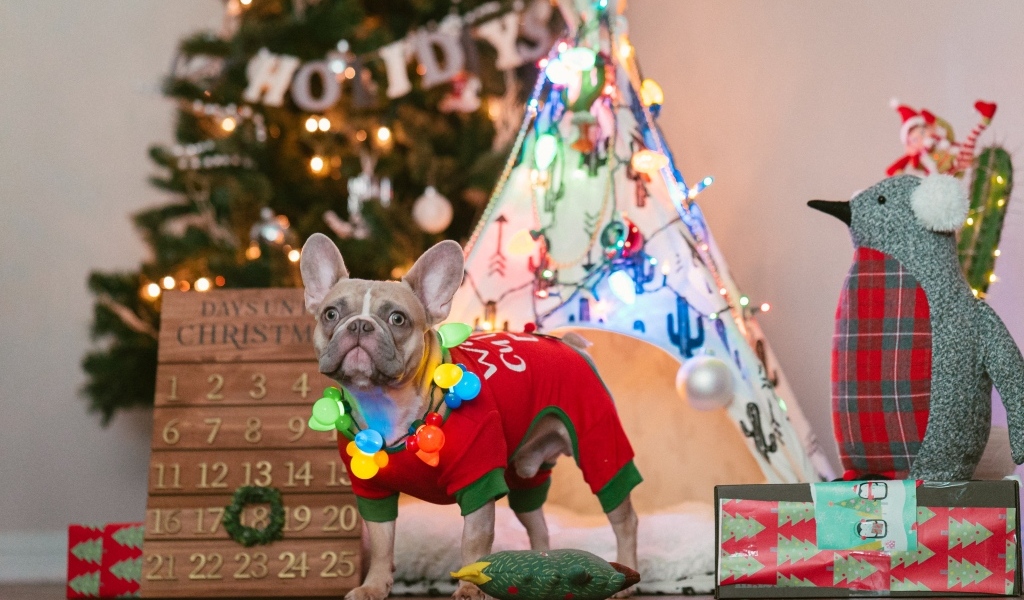 Французский бульдог с декором на Рождество