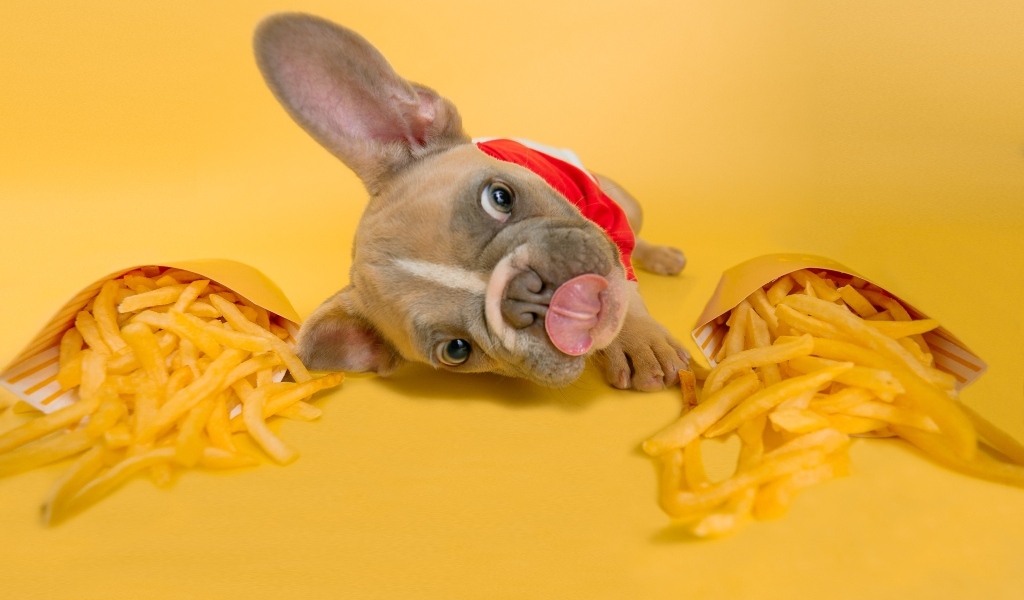 Смешной щенок французского бульдога с картофелем фри 