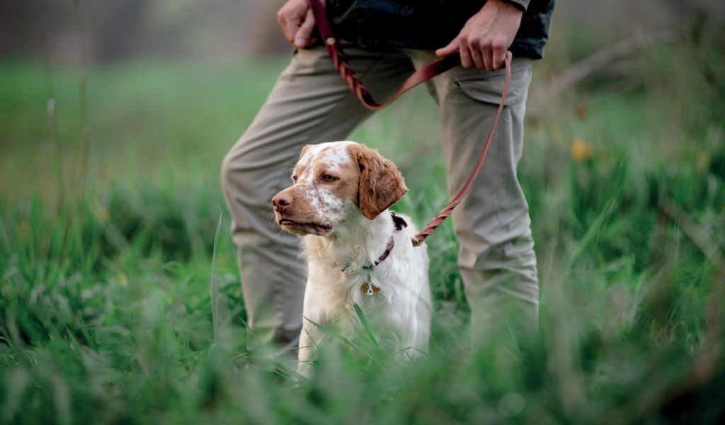 Охотничья собака с хозяином в траве