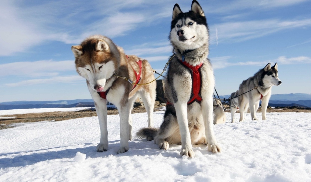 Хаски в упряжке на снегу