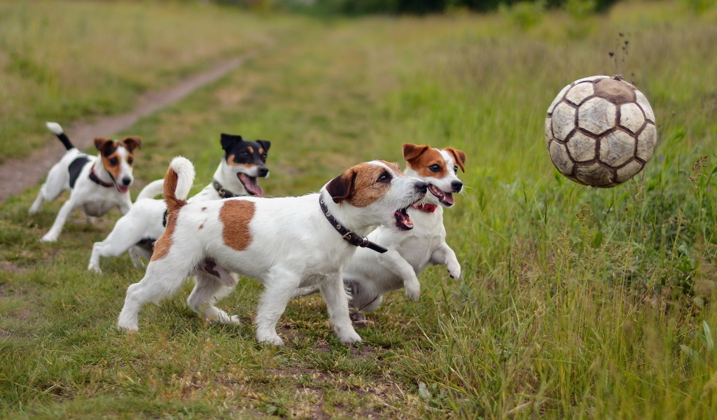 Собаки породы джек рассел терьер играют с мячом