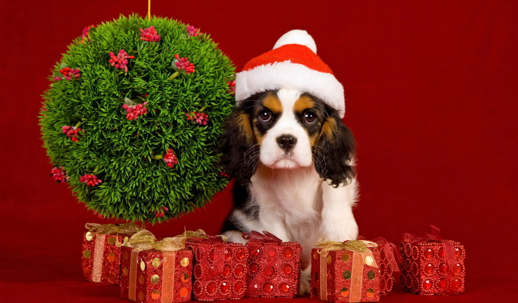 Кинг чарльз спаниель с подарками на Рождество