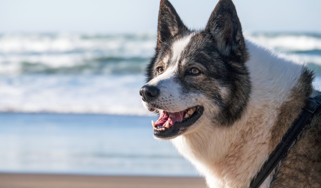 Лайка с открытой пастью на берегу моря