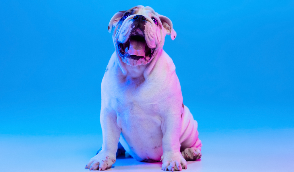 Большой английский бульдог на голубом фоне