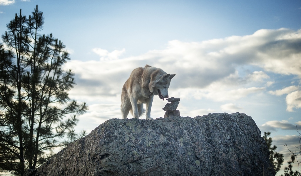 Большой сибирский хаски стоит на камне на фоне неба