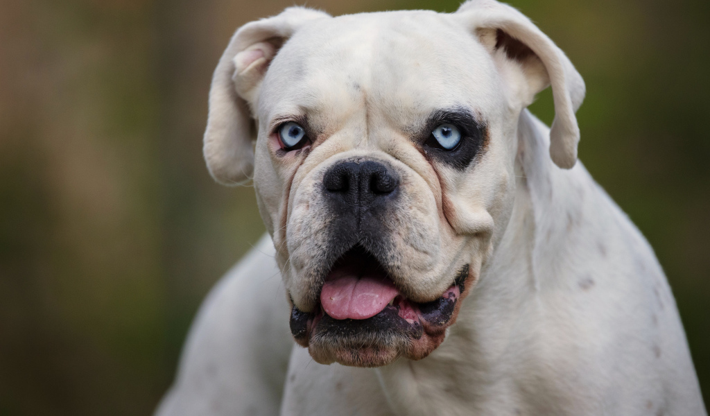 Большой белый немецкий боксер с голубыми глазами