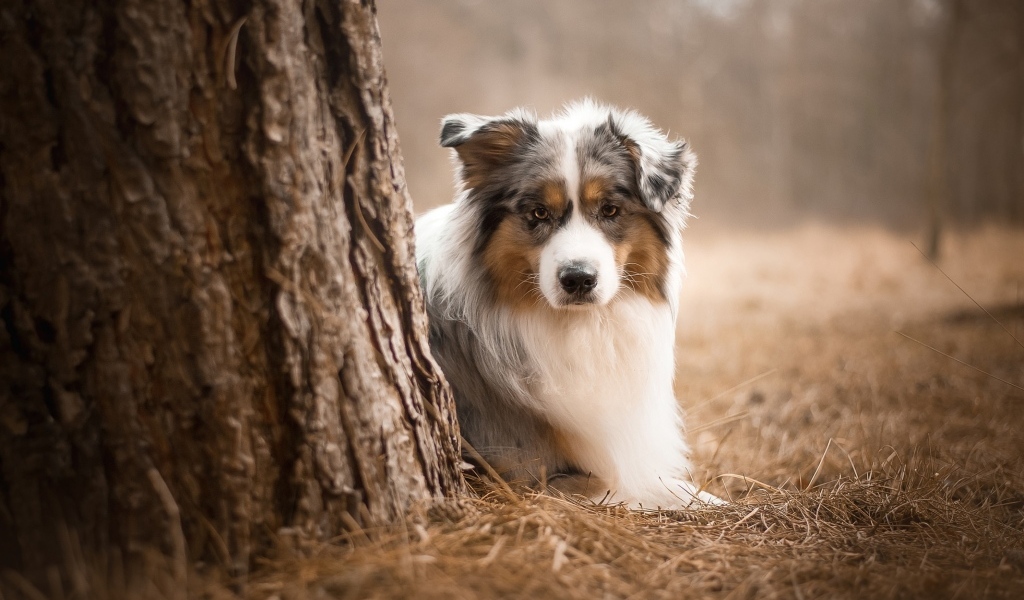 Маленькая австралийская овчарка у дерева в парке