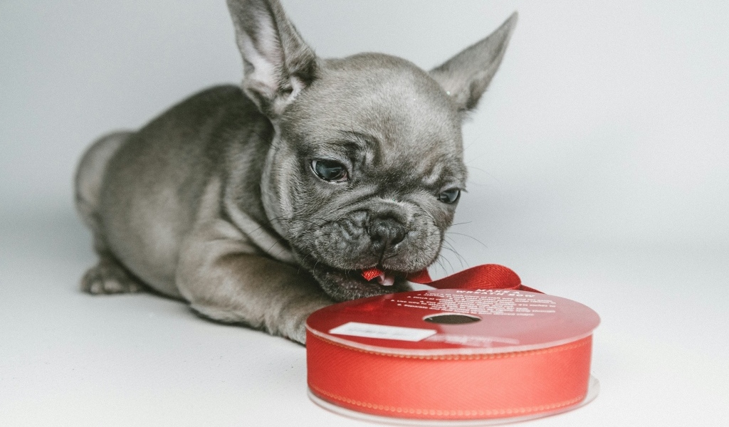 Маленький французский бульдог грызет ленту