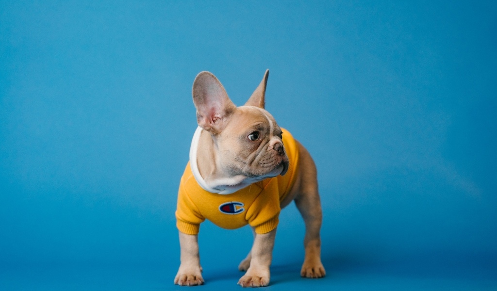 Маленький французский бульдог на голубом фоне