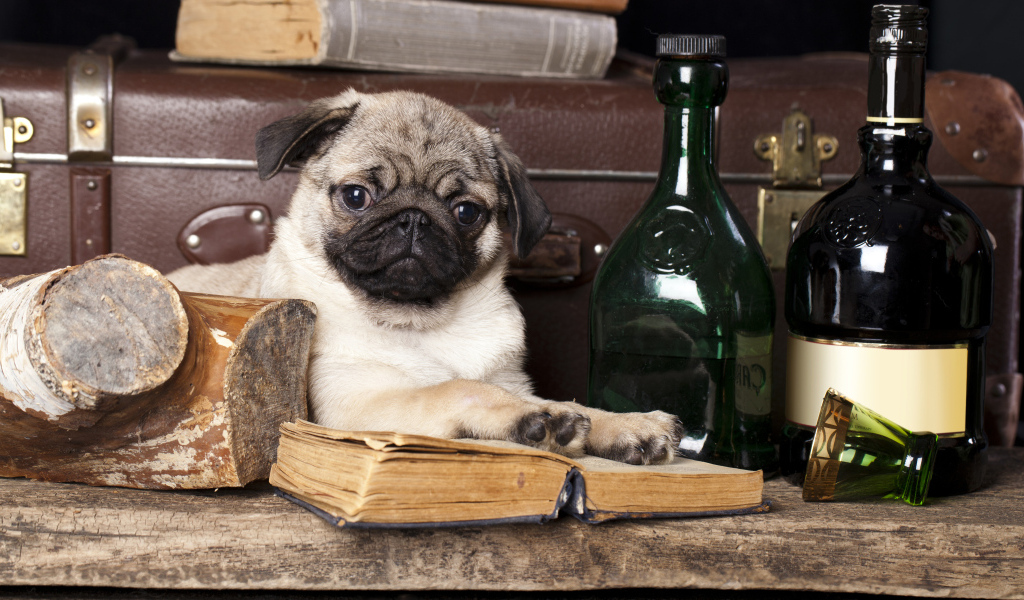 Маленький мопс с книгой и бутылками