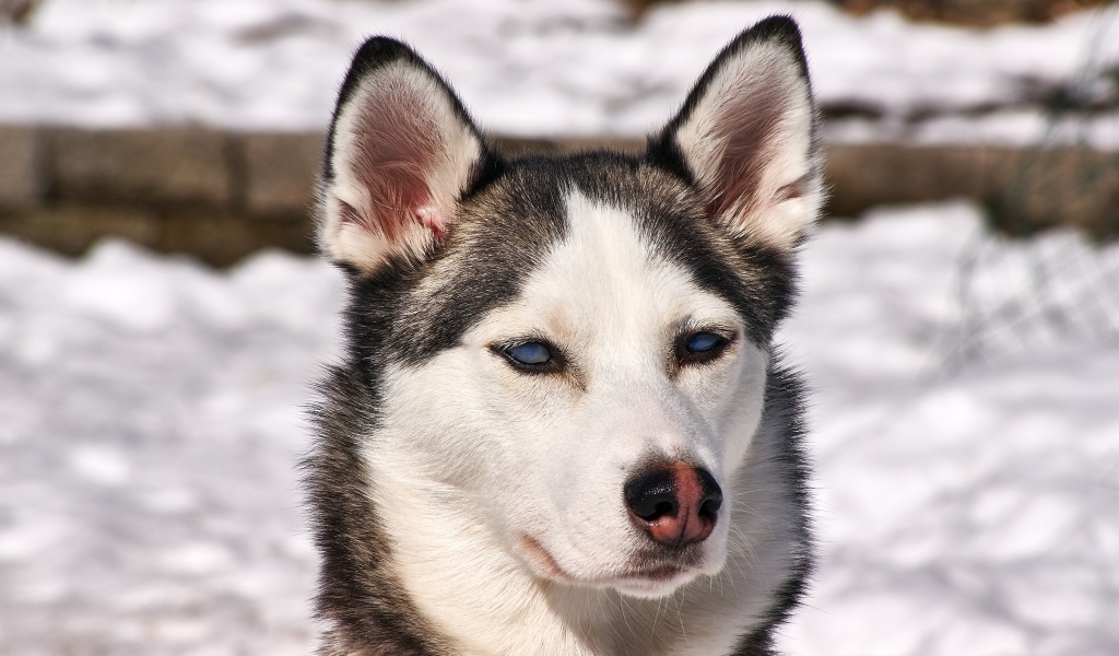 Морда голубоглазой хаски крупным планом