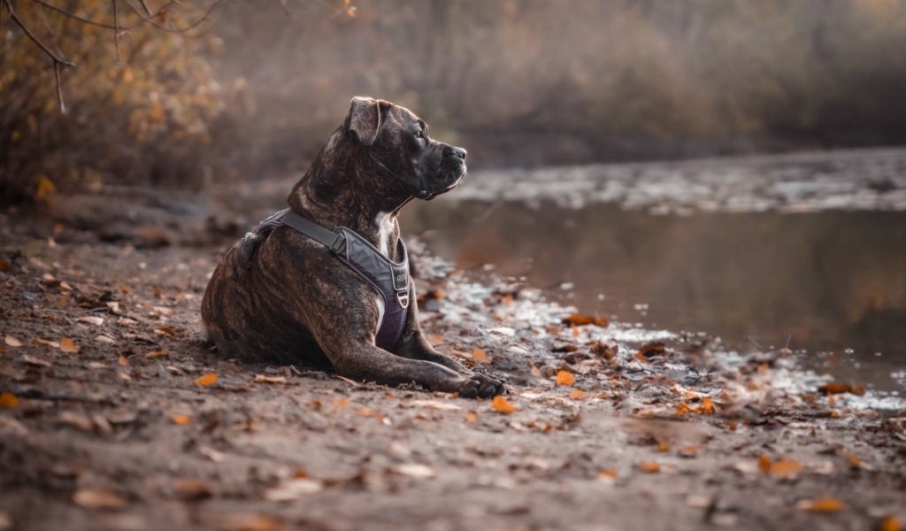 Питбуль лежит на берегу озера осенью