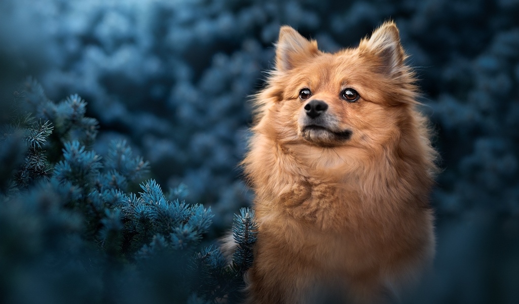 Померанский шпиц сидит в еловых ветках