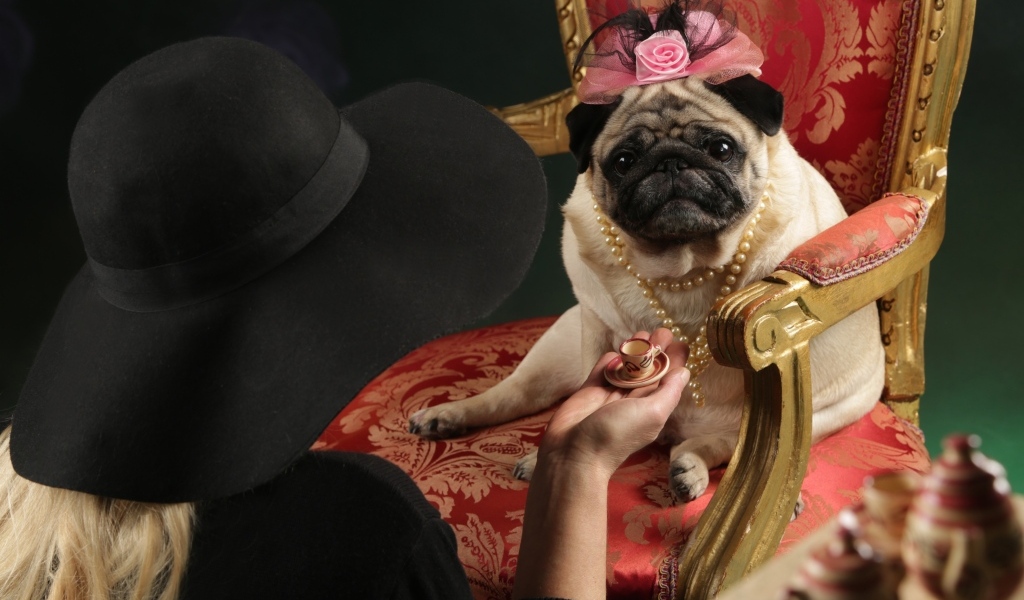 Мопс в костюме сидит в кресле