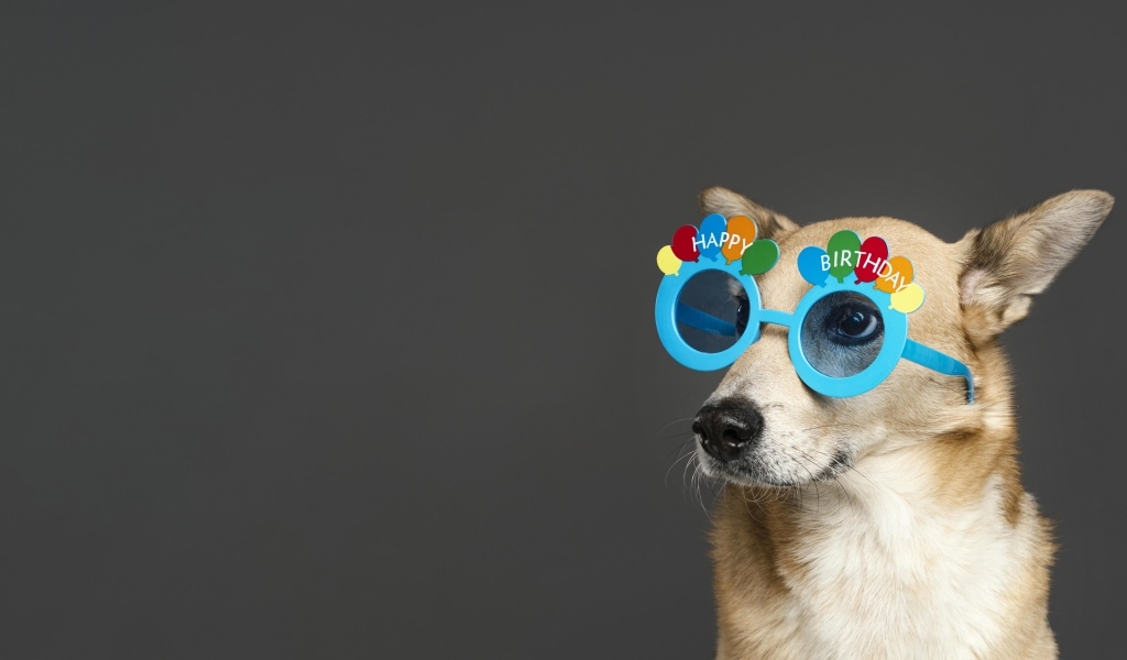 Рыжая собака в голубых очках на сером фоне