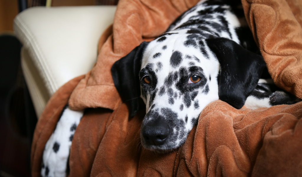 Грустный далматин лежит в кресле