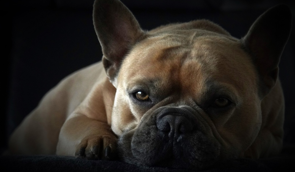 Грустный французский бульдог на черном фоне