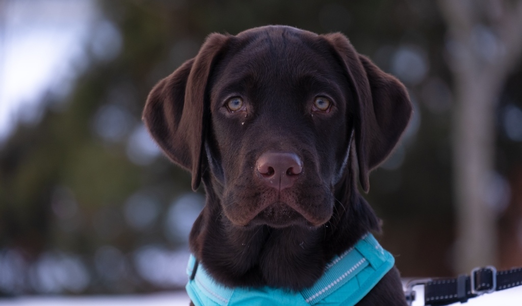 Грустный лабрадор зимой