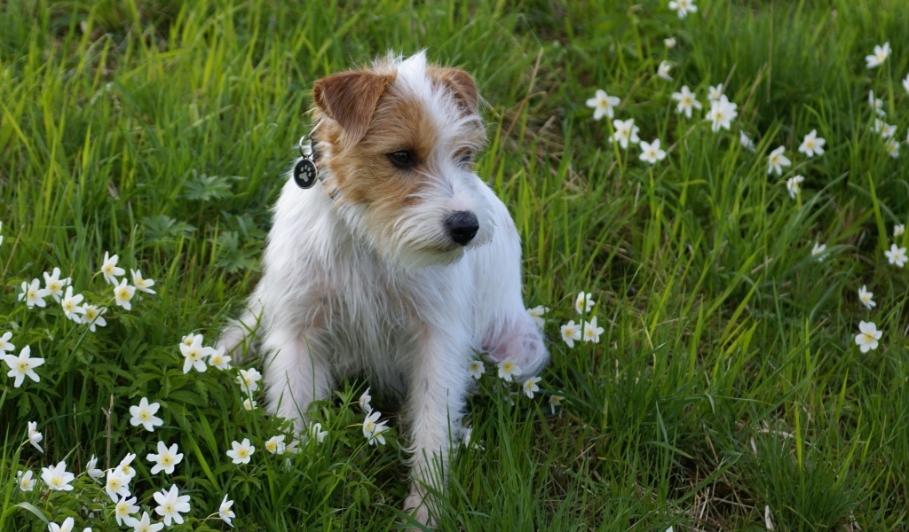 Грустный пес сидит в зеленой траве с зелеными цветами