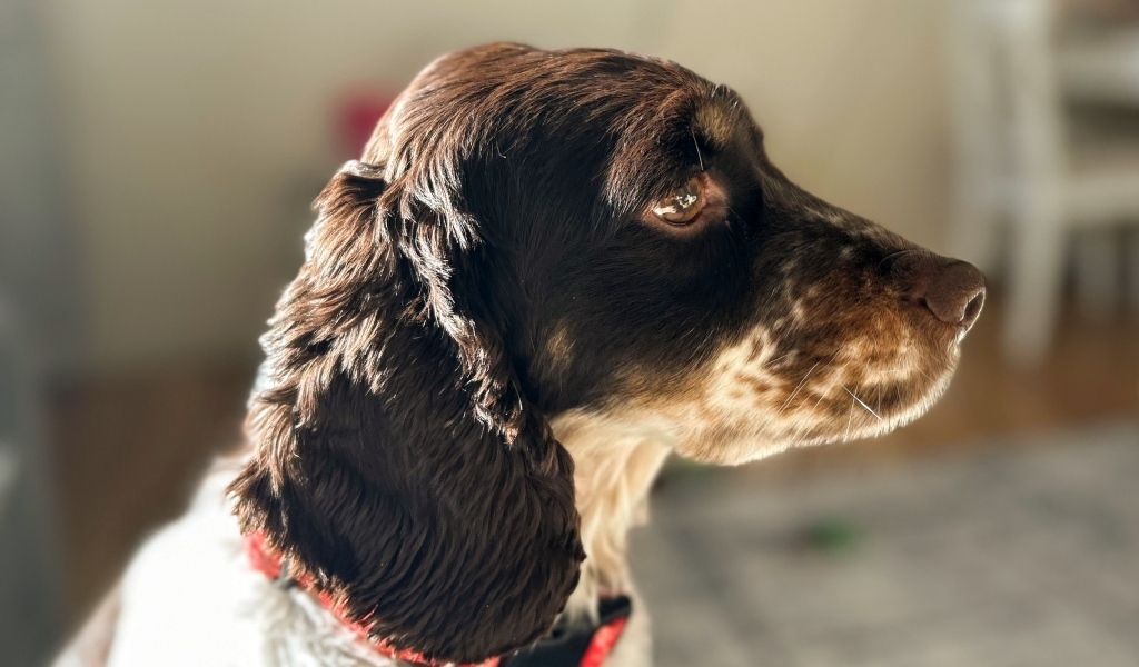 Грустные глаза у домашнего спаниеля