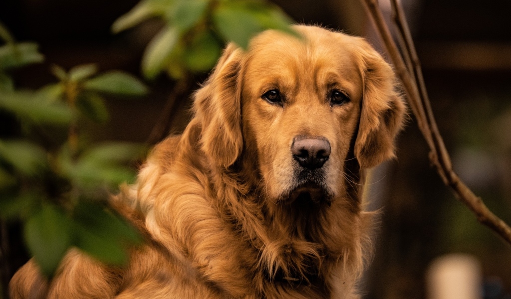 Грустный золотистый ретривер в зеленых листьях