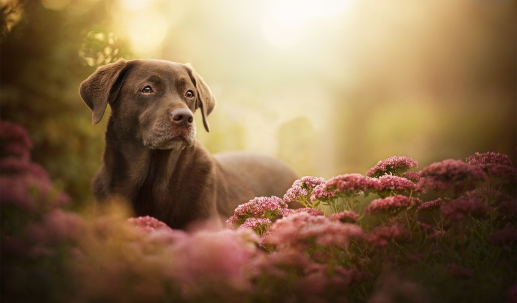 Грустный лабрадор в розовых цветах 