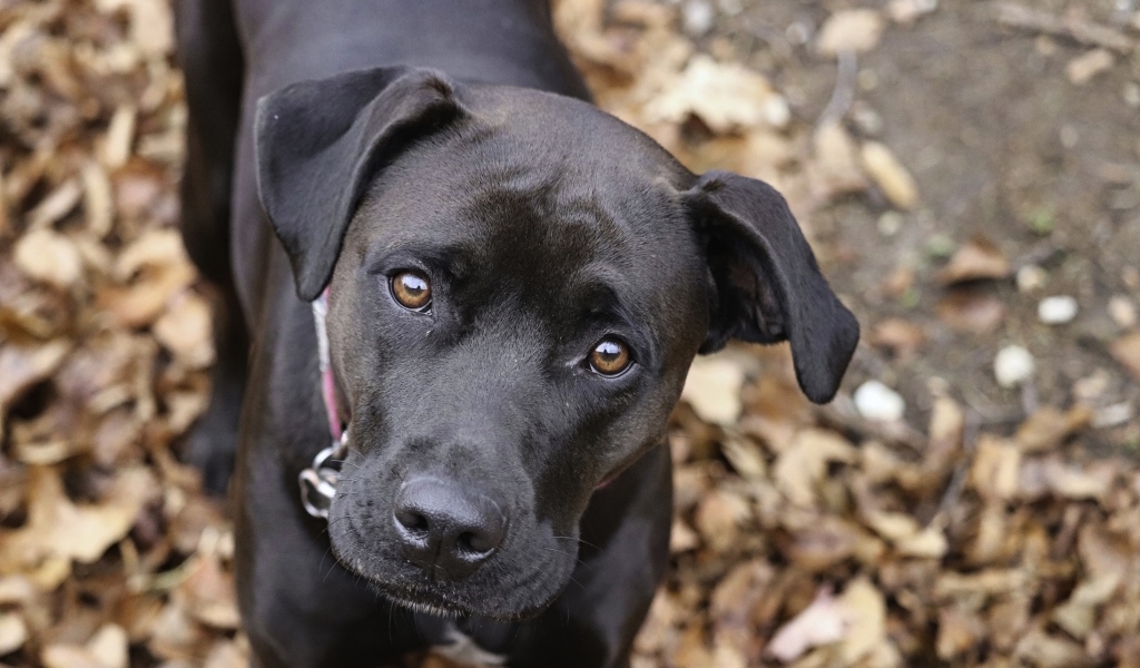 Грустный взгляд черного лабрадора в парке 