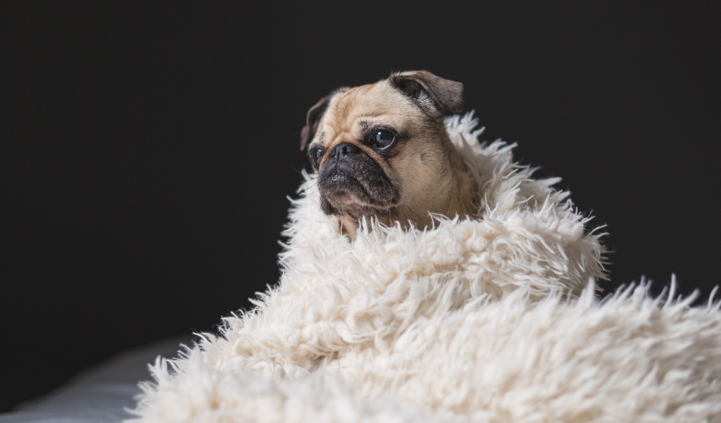 Грустный мопс укутан в белое меховое покрывало 