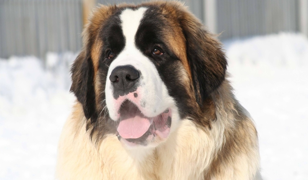 Собака породы сенбернар с высунутым языком