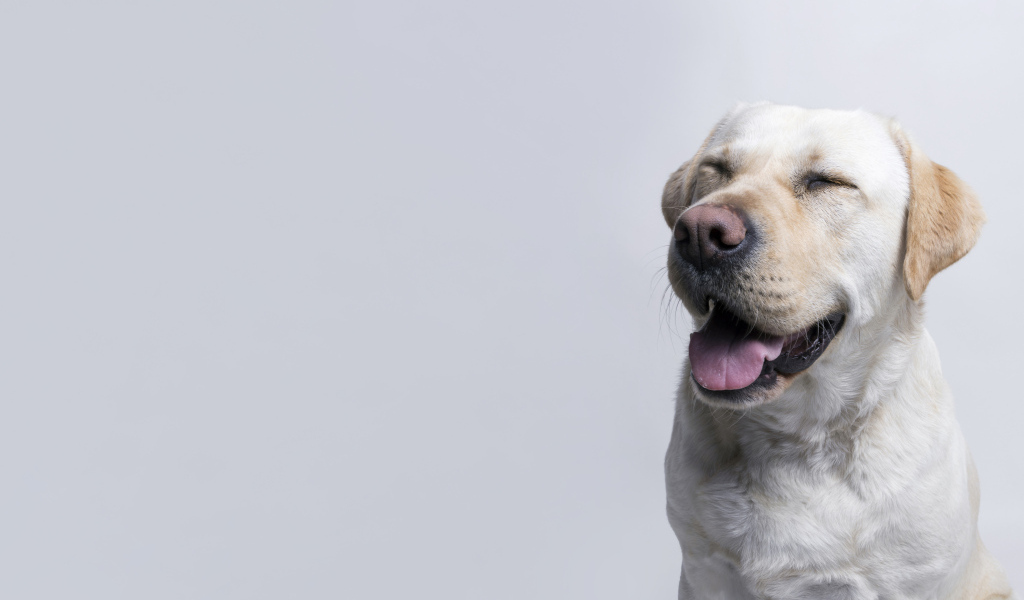 Довольный золотистый ретривер с закрытыми глазами на сером фоне