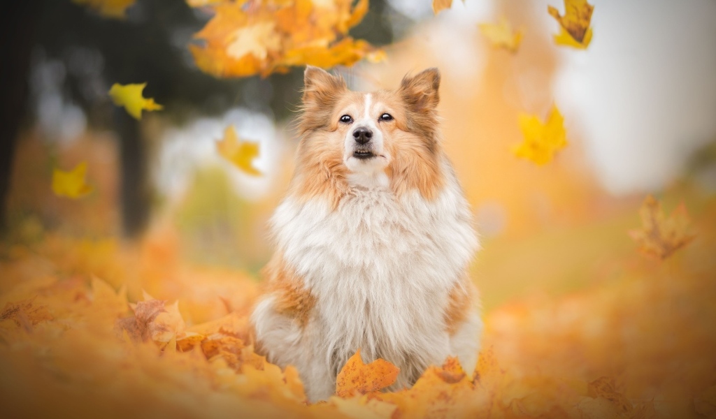 Шотландская овчарка сидит в осенних листьях