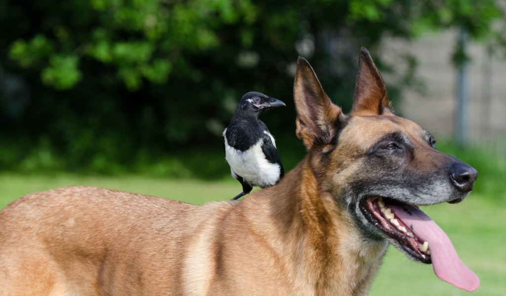 Овчарка с сорокой на спине