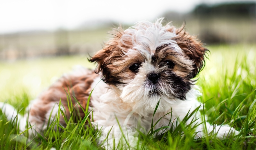 Собака породы ши-тцу лежит на зеленой траве