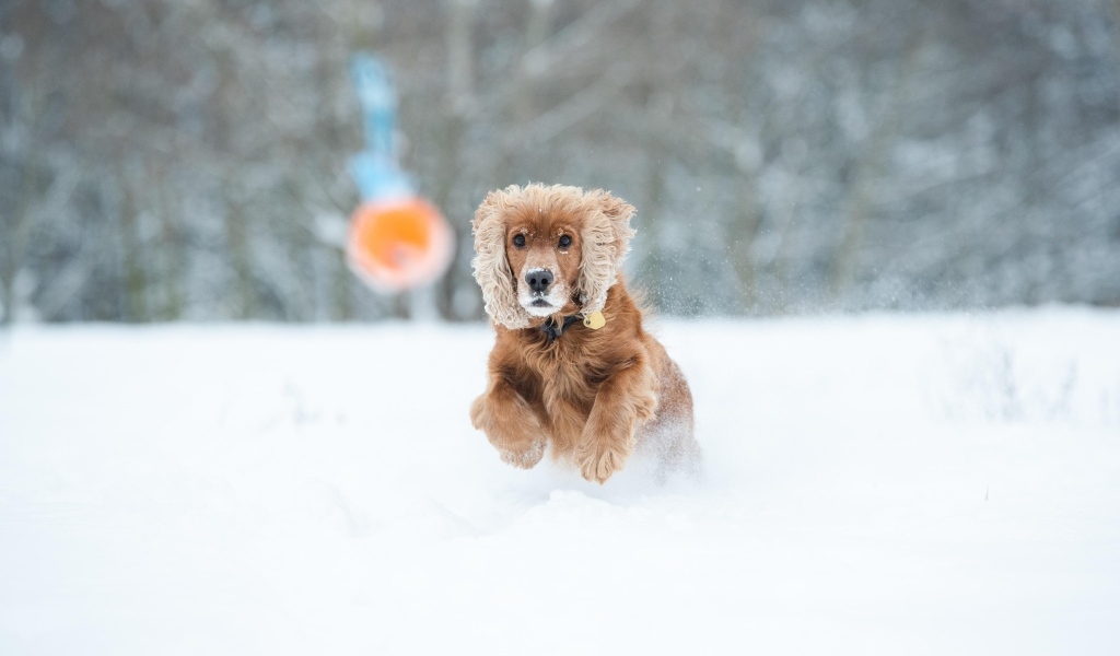 Собака спаниель бежит по белому снегу