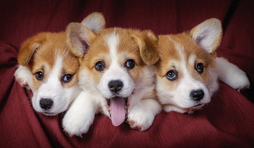 Три забавных щенка корги 