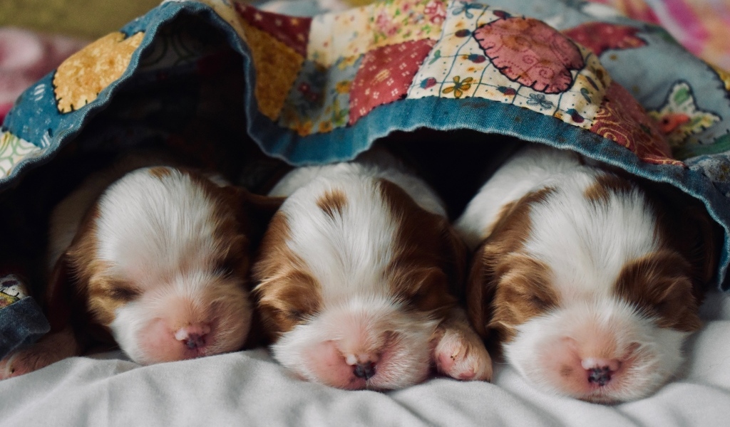 Три маленьких спящих щенка под одеялом