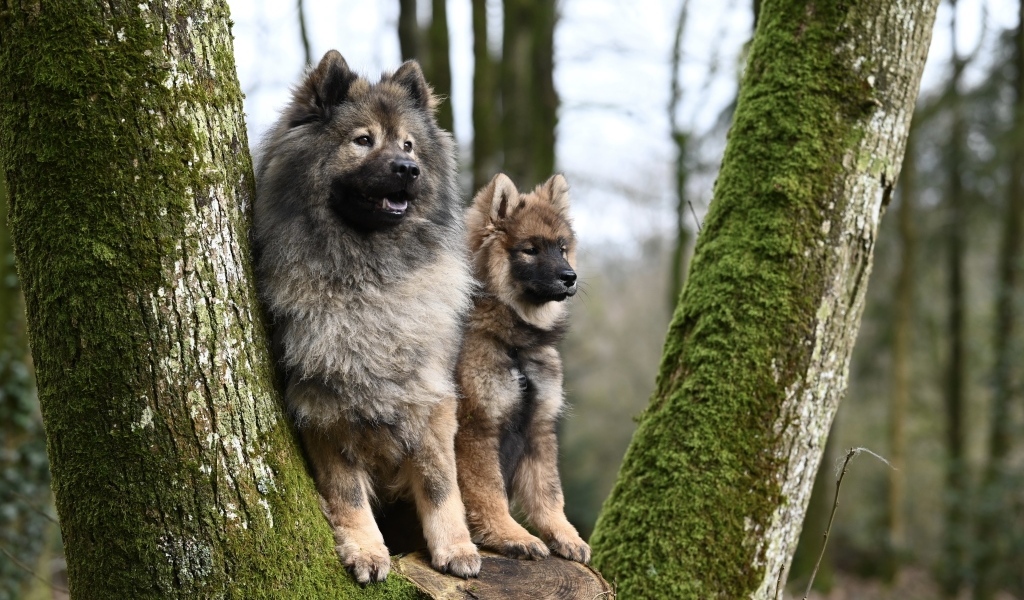 Две собаки породы евразийский плинн у дерева