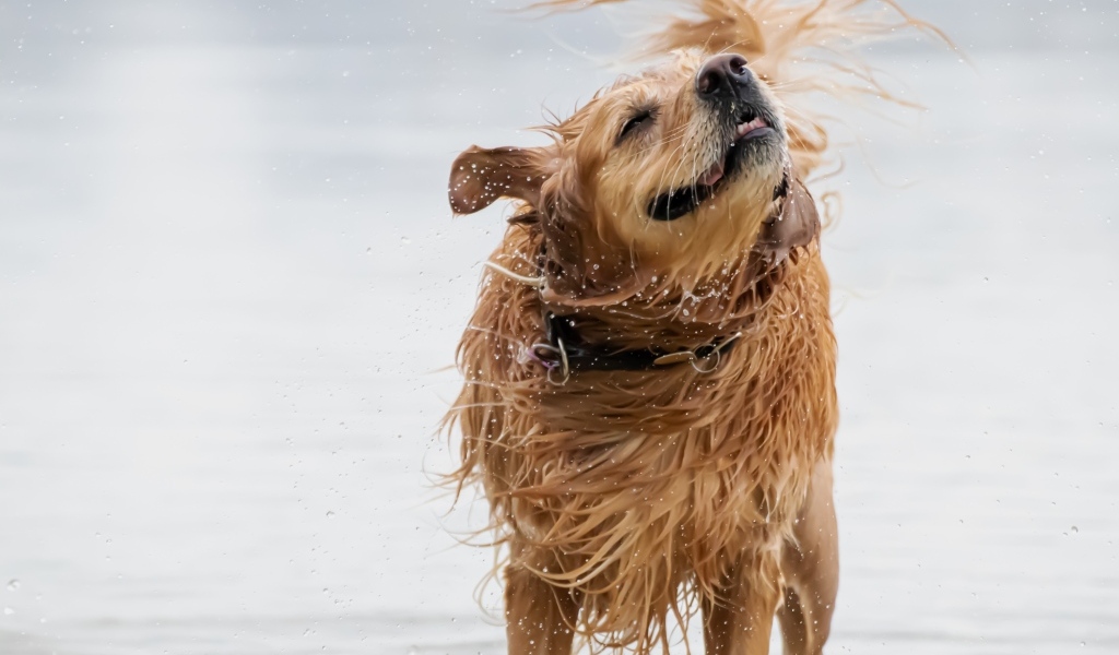 Мокрый золотистый ретривер в воде