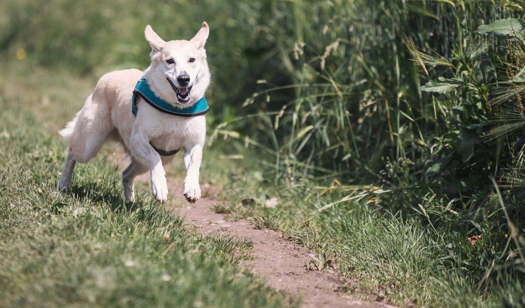 Белая собака бежит по тропинке