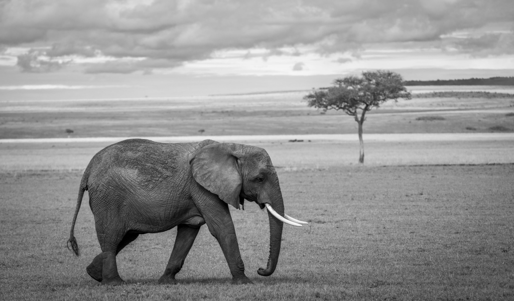 Большой серый слон в Африке