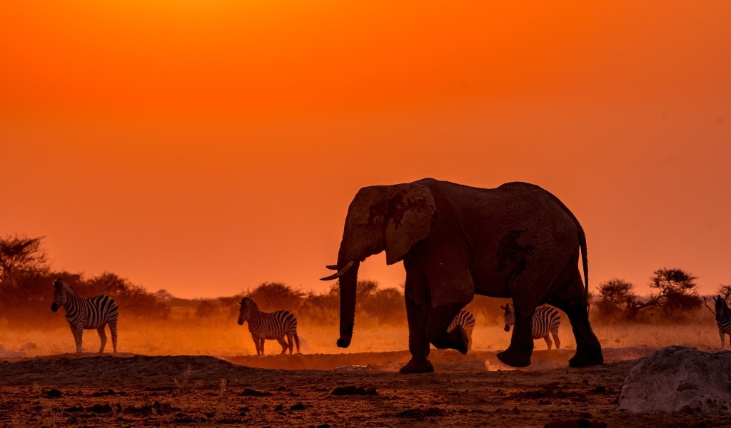 Слоны и зебры в Африке в сумерках