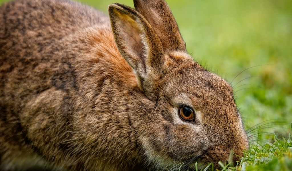 Серый кролик на зеленой траве
