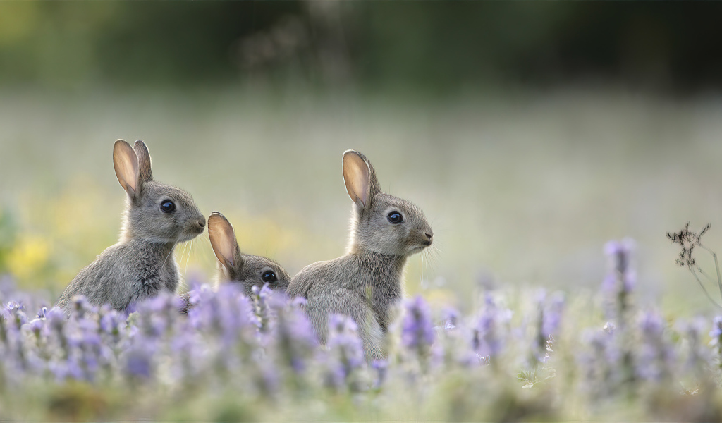 Зайцы прячутся в цветах